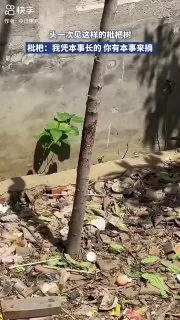 头一次见这样的 #枇杷树