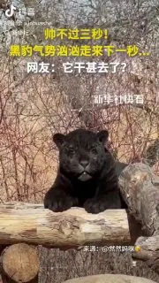 帅不过三秒！黑豹气势汹汹走来，下一秒…
